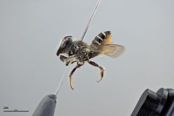 Media type: image;   Entomology 793803 Aspect: habitus lateral view